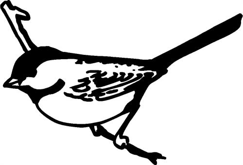 chickadee-on-branch02