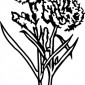carnations15