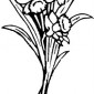 daffodils07
