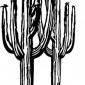 cactus01